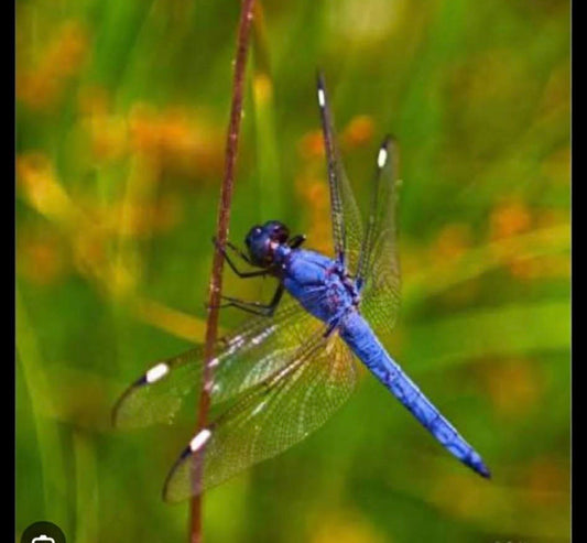 Custom dragonfly pack